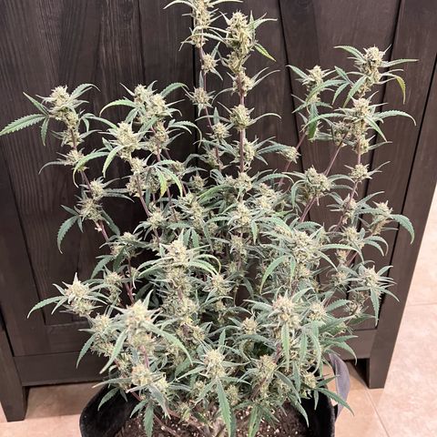 Sour Diesel Auto growlog photo: Harvest Day