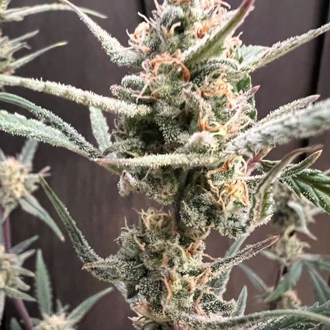 Sour Diesel Auto growlog photo: Harvest Day