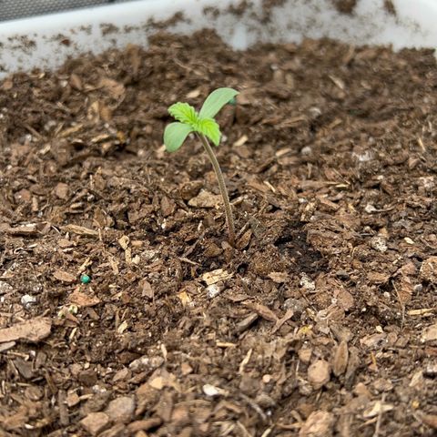 Sour Blackberry growlog timeline photo