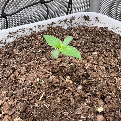 Sour Blackberry growlog timeline photo
