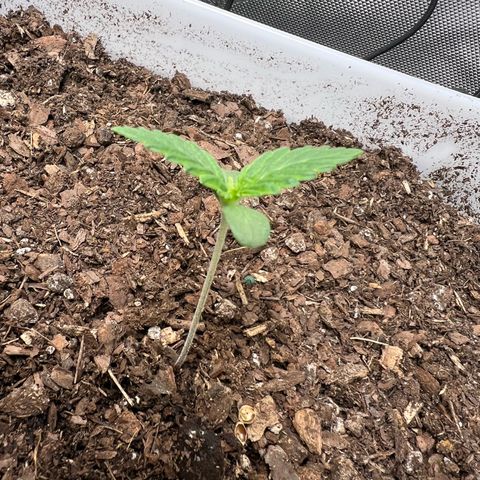 Sour Blackberry growlog timeline photo