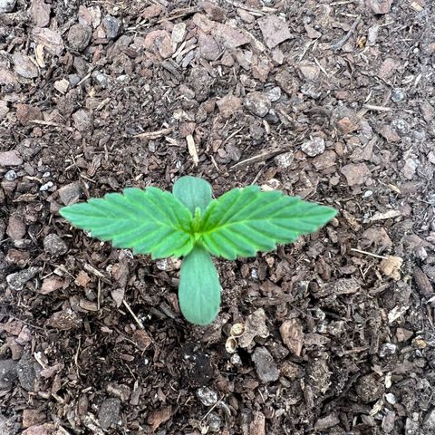 Sour Blackberry growlog timeline photo