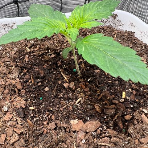 Sour Blackberry growlog timeline photo