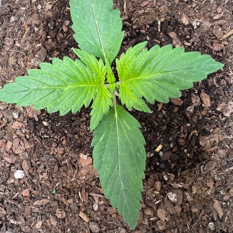 Sour Blackberry growlog timeline photo