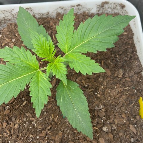 Sour Blackberry growlog timeline photo
