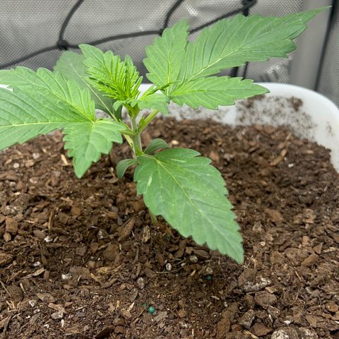 Sour Blackberry growlog timeline photo