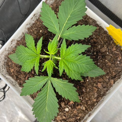 Sour Blackberry growlog timeline photo