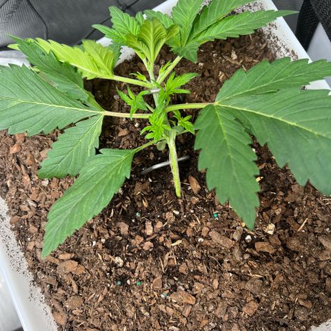 Sour Blackberry growlog timeline photo