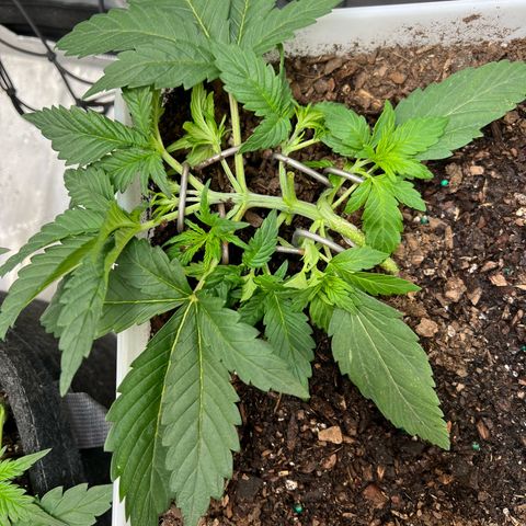 Sour Blackberry growlog timeline photo