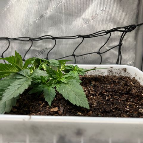 Sour Blackberry growlog timeline photo