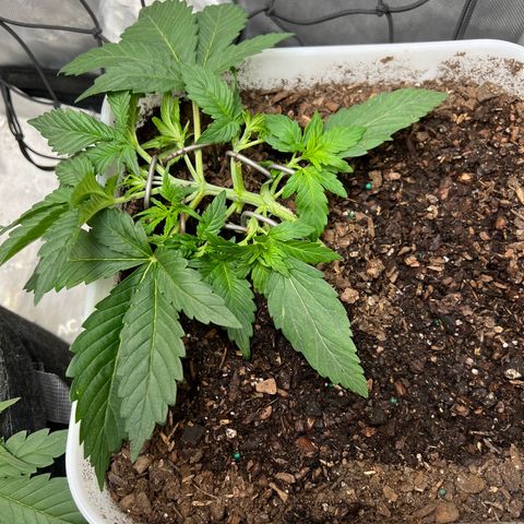 Sour Blackberry growlog timeline photo