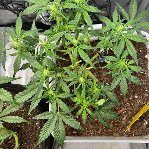 Sour Blackberry growlog timeline photo
