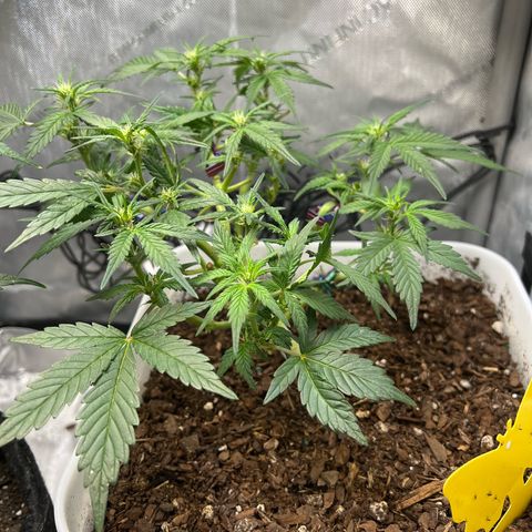 Sour Blackberry growlog timeline photo