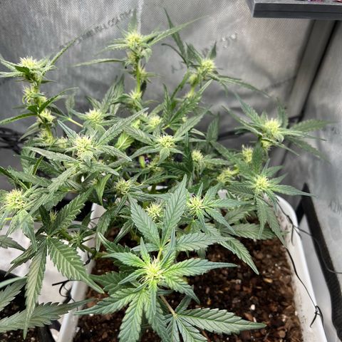 Sour Blackberry growlog timeline photo