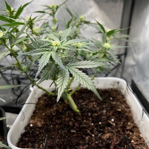 Sour Blackberry growlog timeline photo