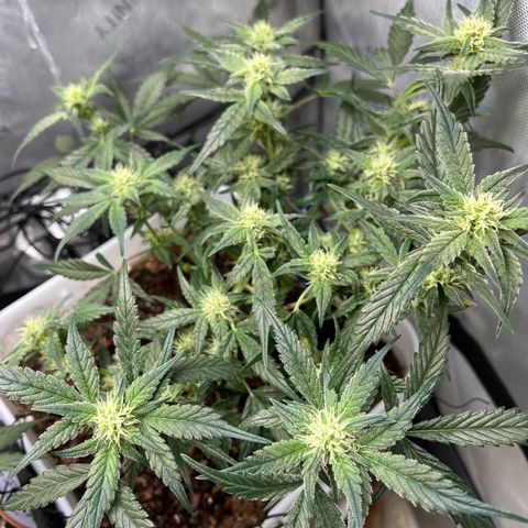 Sour Blackberry growlog timeline photo