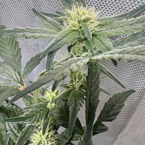 Sour Blackberry growlog timeline photo