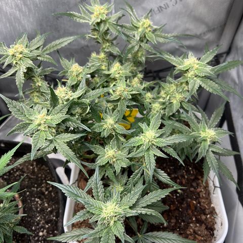 Sour Blackberry growlog timeline photo