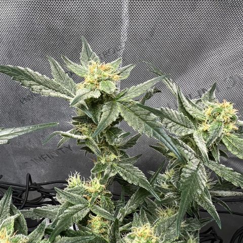 Sour Blackberry growlog timeline photo