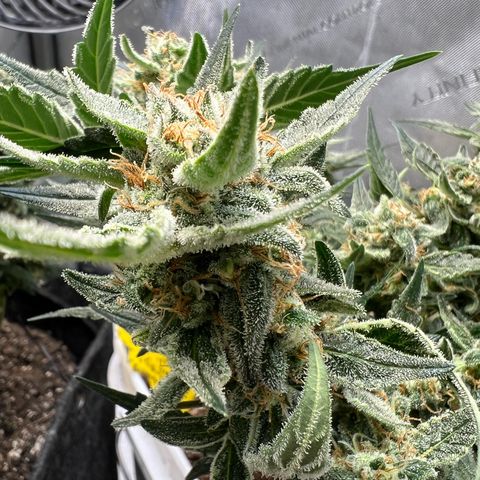 Sour Blackberry growlog timeline photo