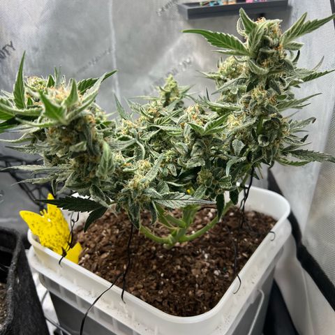Sour Blackberry growlog timeline photo