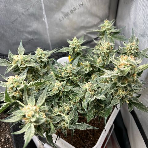Sour Blackberry growlog timeline photo
