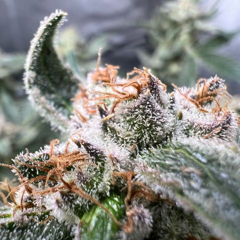 Sour Blackberry growlog timeline photo