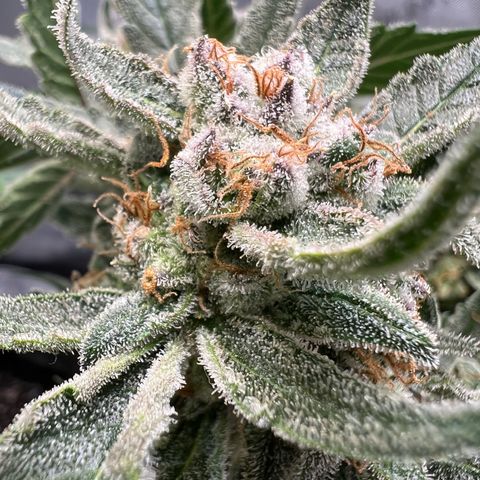 Sour Blackberry growlog timeline photo