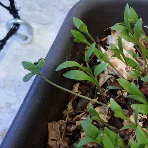Soltinho/ Natural do Nordeste growlog photo: Nascimento de 13 mudinhas.