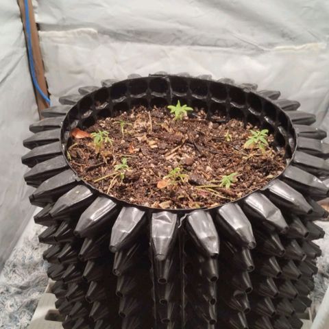 Soltinho/ Natural do Nordeste growlog timeline photo