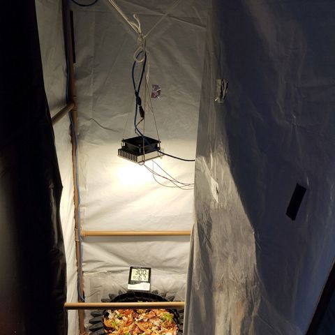 Soltinho/ Natural do Nordeste growlog photo: Growbiarra: simples, mas eficiente.