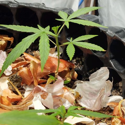 Soltinho/ Natural do Nordeste growlog timeline photo