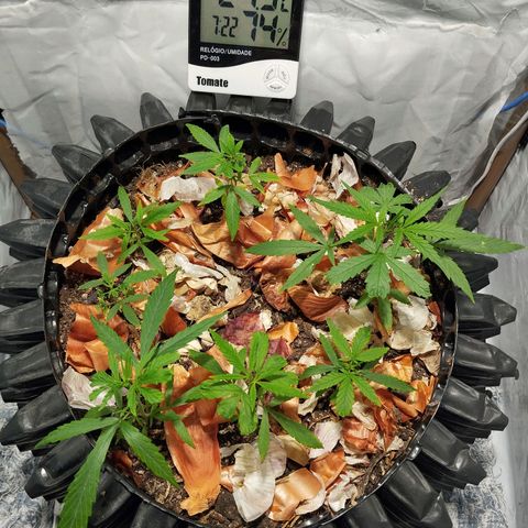 Soltinho/ Natural do Nordeste growlog timeline photo