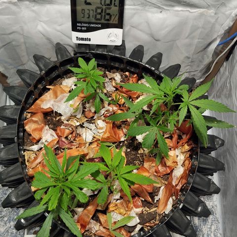 Soltinho/ Natural do Nordeste growlog timeline photo