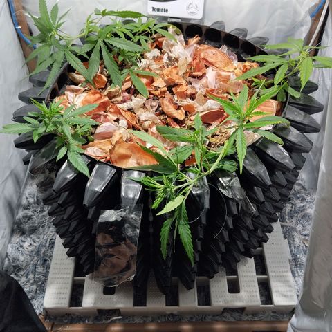 Soltinho/ Natural do Nordeste growlog timeline photo