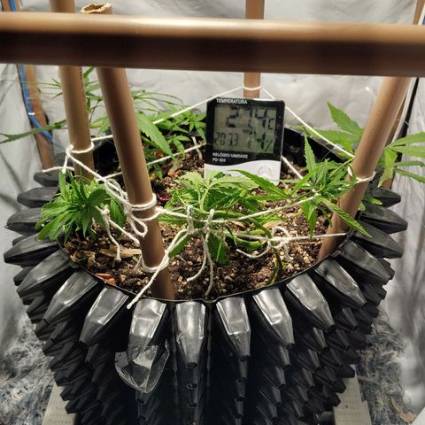 Soltinho/ Natural do Nordeste growlog timeline photo
