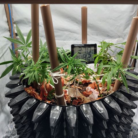 Soltinho/ Natural do Nordeste growlog timeline photo