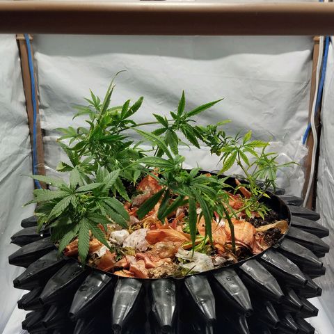 Soltinho/ Natural do Nordeste growlog timeline photo