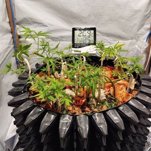 Soltinho/ Natural do Nordeste growlog timeline photo