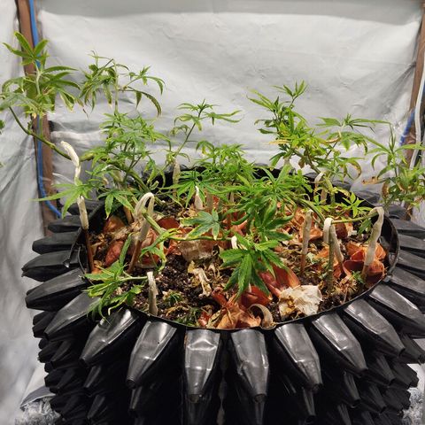 Soltinho/ Natural do Nordeste growlog timeline photo