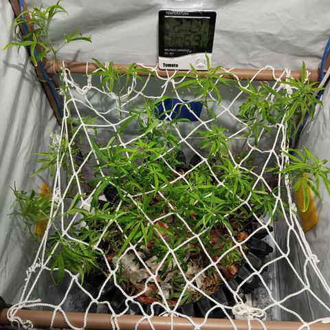 Soltinho/ Natural do Nordeste growlog timeline photo