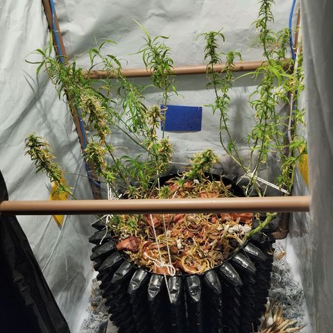 Soltinho/ Natural do Nordeste growlog timeline photo