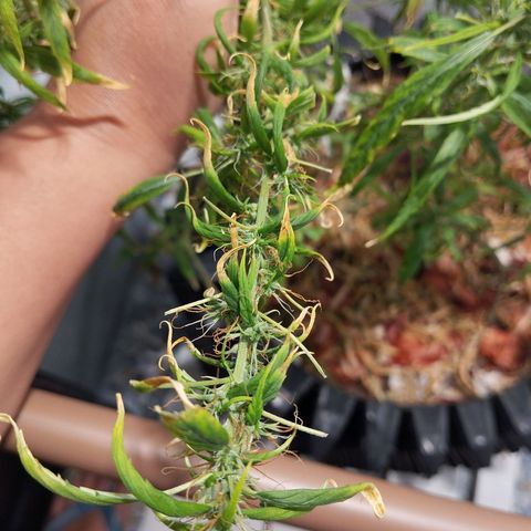 Soltinho/ Natural do Nordeste growlog timeline photo