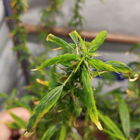Soltinho/ Natural do Nordeste growlog timeline photo