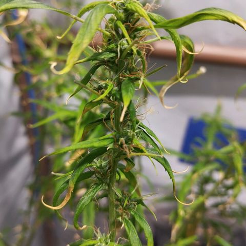 Soltinho/ Natural do Nordeste growlog timeline photo