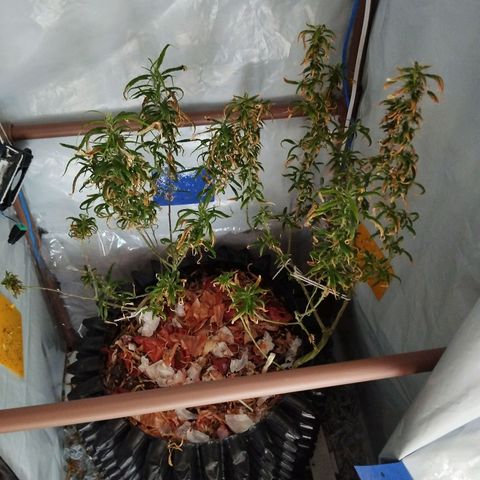 Soltinho/ Natural do Nordeste growlog timeline photo