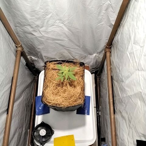 Resistência growlog timeline photo