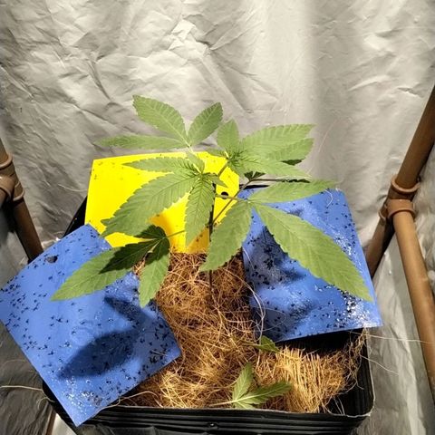 Resistência growlog timeline photo