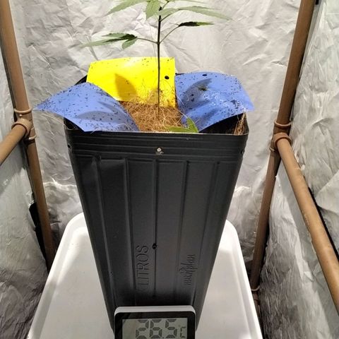 Resistência growlog timeline photo