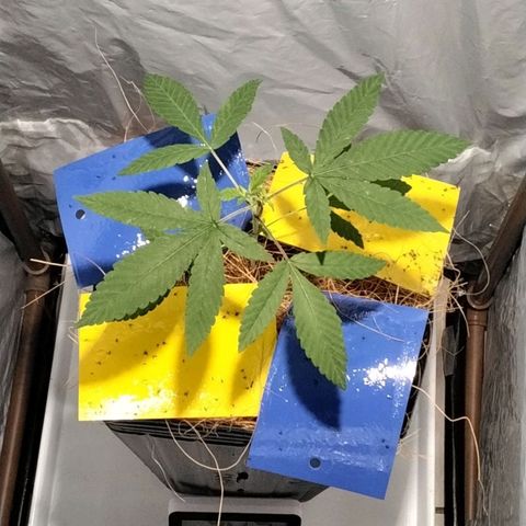 Resistência growlog timeline photo